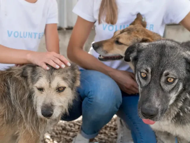 How Mahila Jan Kalyan Gramodyogik Sansthan Provides Lifesaving Animal Support Services